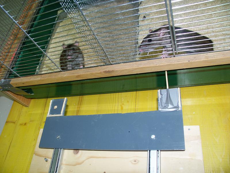 Eine Ratte zieht Futter für ein anderes Tier im Käfig dahinter heran. Sie hilft vor allem Tieren, die ihr vorher auch geholfen haben.
