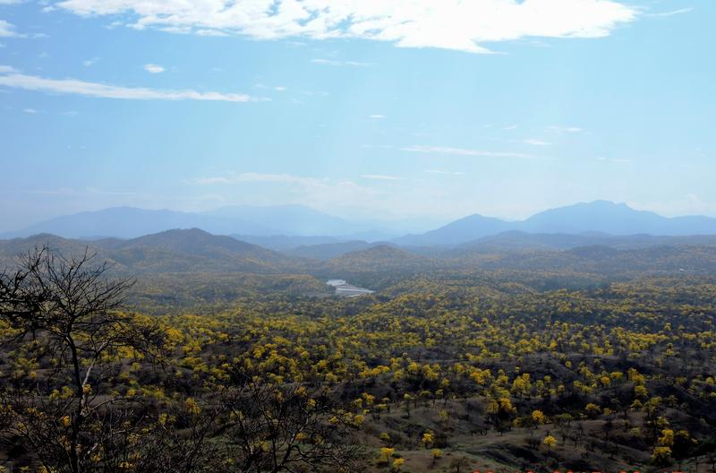 Ein Großteil der Trockenwälder Ecuadors liegt im Südwesten des Landes, in der Region Tumbes-Chocó-Magdalena