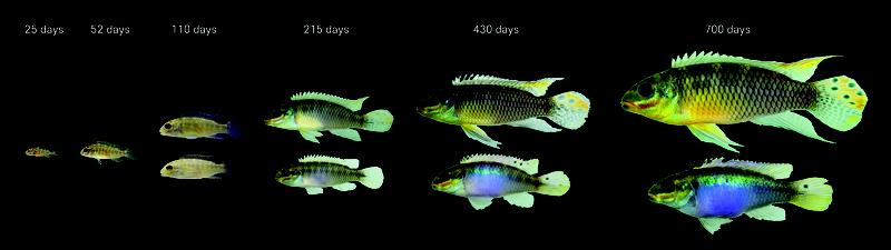 Cichlids usually develop conspicuous coloration after about 200 days. But this is delayed in animals that feel threatened by predators. 