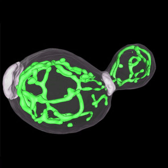 3D-Struktur von Mitochondrien in einer Hefezelle mit Sprossung. Die Markierung mit einem grünfluoreszierenden Protein zeigt, dass Mitochondrien ein dichtes tubuläres Netzwerk in der Zelle bilden.