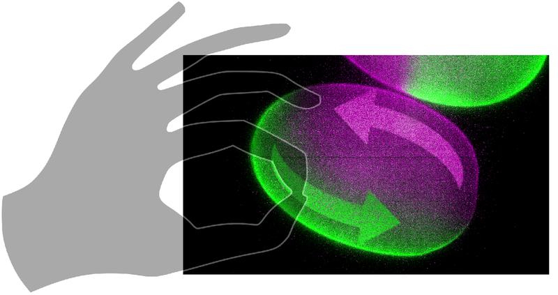 Researchers generate flows in early embryos to guide organism development.