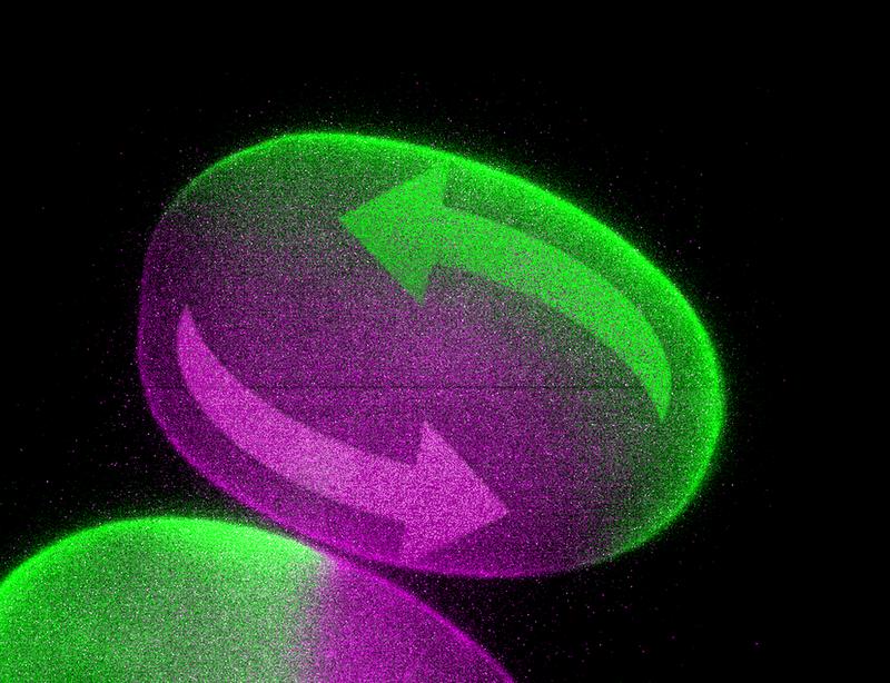 Researchers generate flows in early embryos to guide organism development.