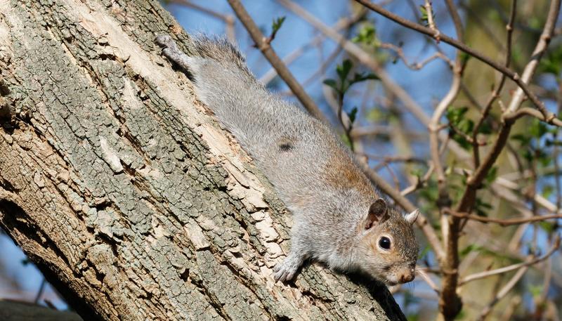 Das nordamerikanische graue Eichhörnchen hat das heimische rötliche Eichhörnchen in Großbritannien nahezu verdrängt.