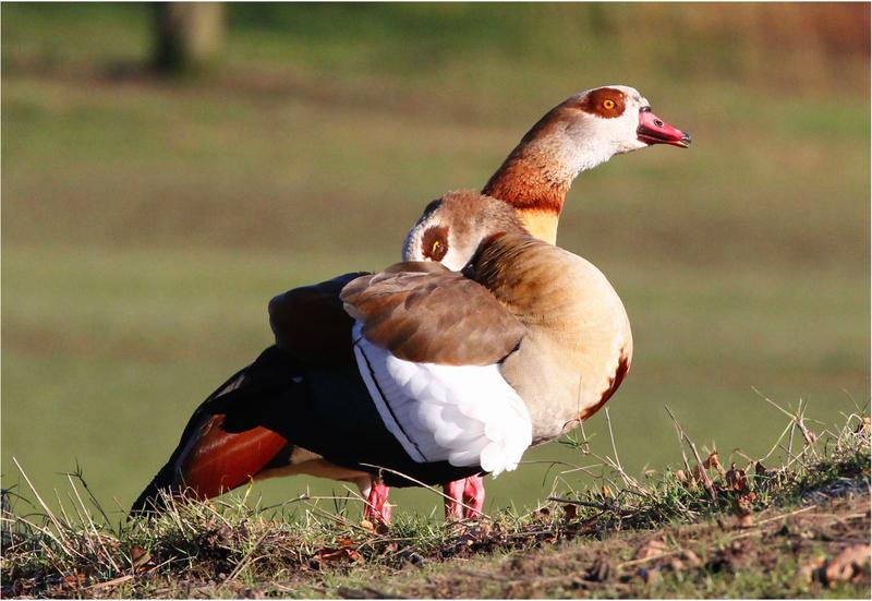 The Egyptian goose (Alopochen aegyptiaca) is native to Africa and has established populations in Central Europe for some decades. 