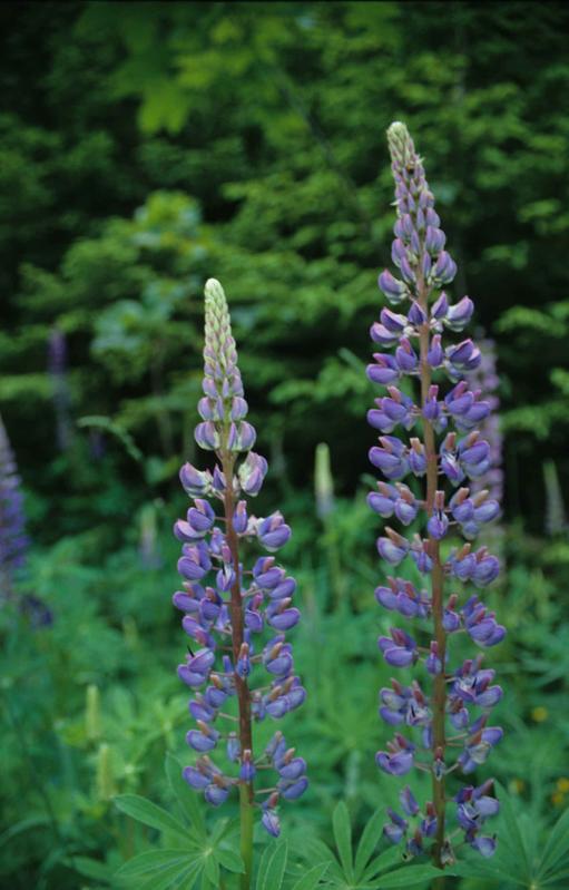  Lupinus polyphyllus or garden lupin is native to North America and now one of the most common lupine species in Central Europe. 