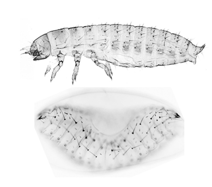 Oben: Larve mit Kopf, Thorax und Abdomen. Unten: Larve, bei der das Gen "germ-cell less" ausgeschaltet war. Kopf und Thorax sind durch ein spiegelbildliches Hinterteil ersetzt.