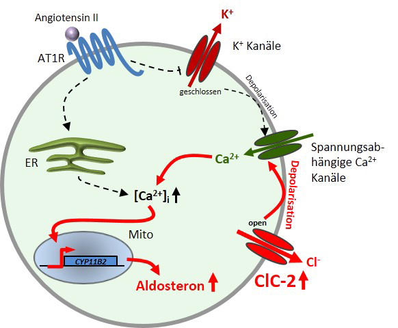 Eine Mutation im Chloridkanal ClC-2 als Ursache für primären Hyperaldosteronismus (PA), siehe komplette Bildunterschrift am Ende des Haupttextes.