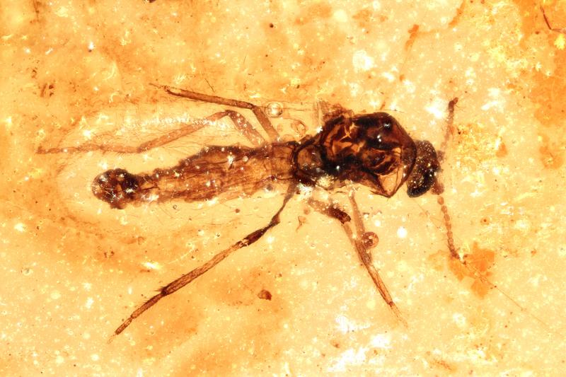 Stechmücke der Gattung Forcipomyia im miozänen Bernstein Neuseelands.