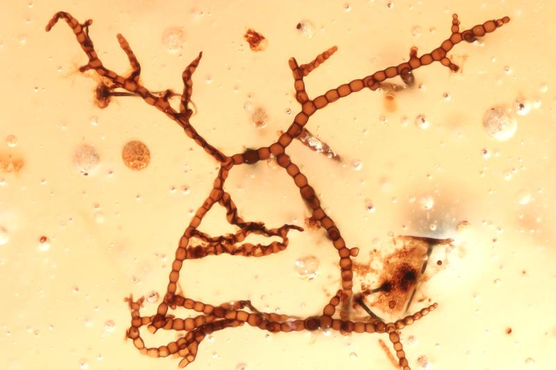 Erster fossiler Beleg von Rußtaupilzen der Südhemisphäre. 