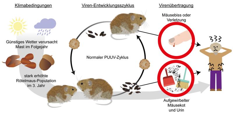 Entwicklungszyklus des Hanta-Virus