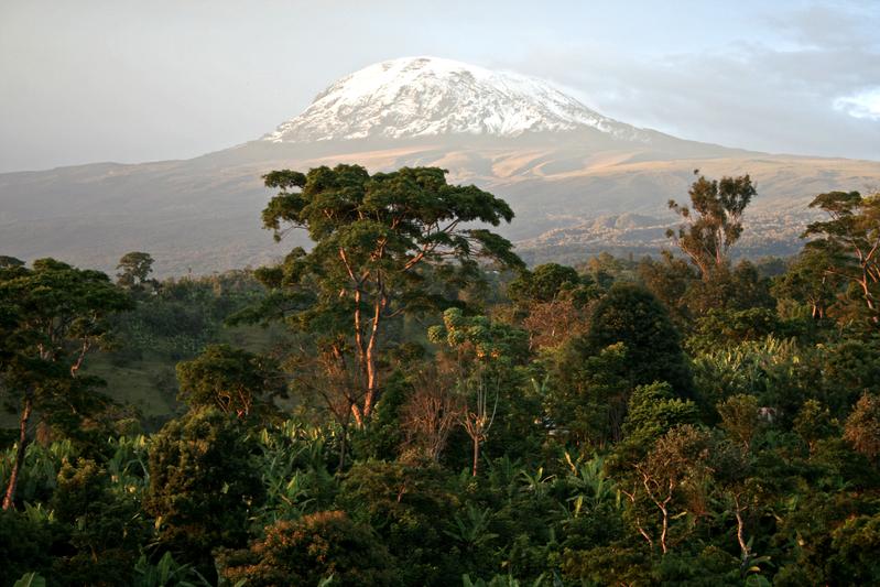 Blick auf ein Waldgebiet am Kilimanjaro.