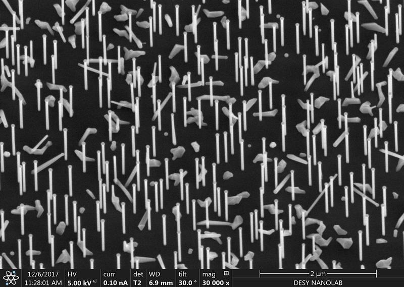 Nadel-Wald: Nanodrähte unter dem Rasterelektronenmikroskop des DESY NanoLabs