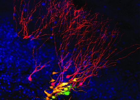 Zeitliche Entwicklung von der Stammzelle (in grün) über ihre Tochterzellen (je nach Entwicklung gelb und orange) zu den neuen Nervenzellen (rot) im Laufe von zwei Monaten. 