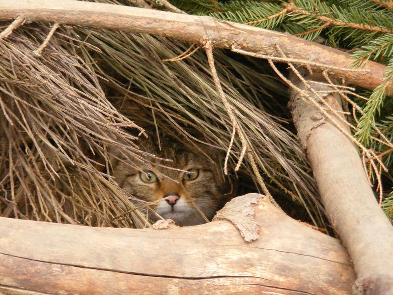 Bleibt gerne unter sich: Die Wildkatze. 