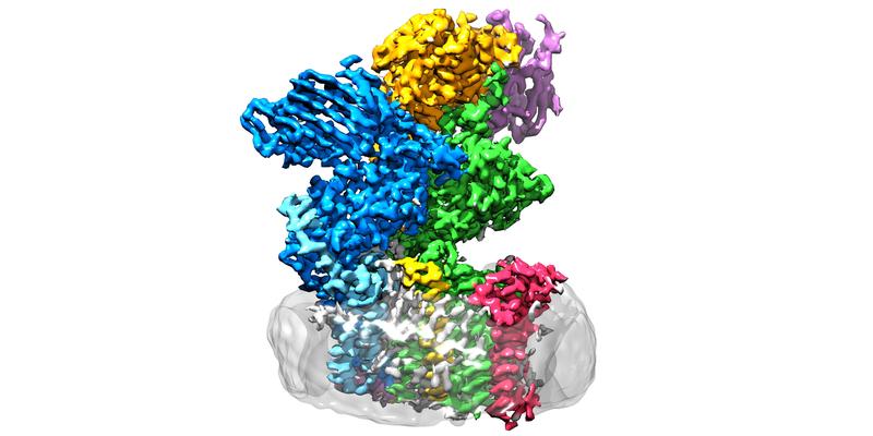 Das Enzym Oligosaccharyltransferase sitzt in der Membran (grau) und besteht aus acht Untereinheiten. 