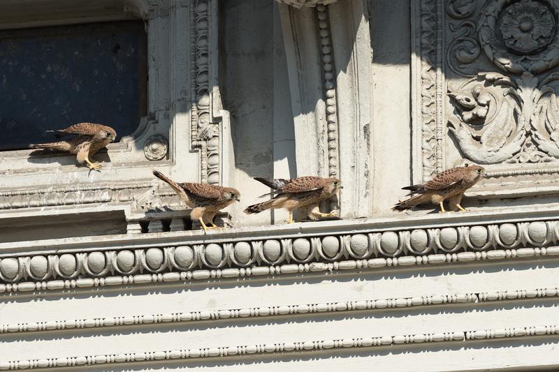 Der Turmfalke, Wiens häufigster Greifvogel, ist an seinen städtischen Lebensraum perfekt angepasst.