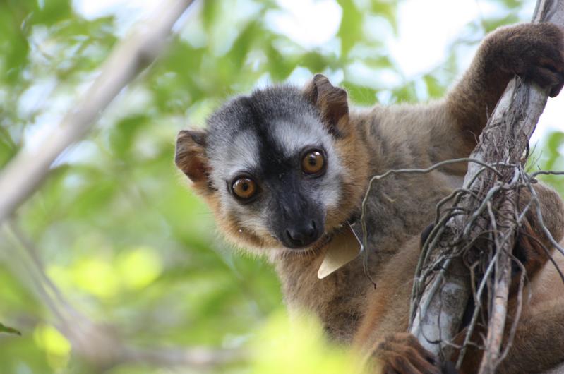 Ein junges Rotstirnmakiweibchen (Eulemur rufifrons) im Wald von Kirindy. 