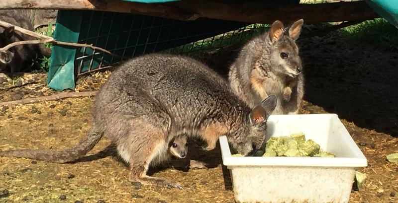 Eine der kleinsten Känguruarten der Welt: Tammar Wallaby