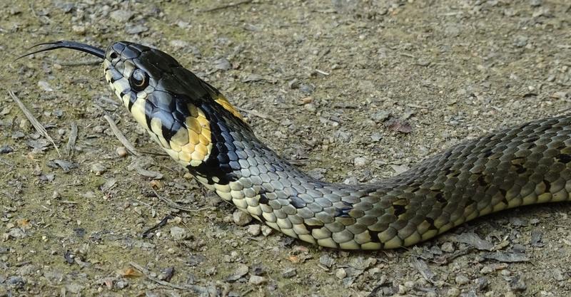 Coole Schlangen: Ringelnattern haben die letzte Eiszeit in Mitteleuropa verbracht. 