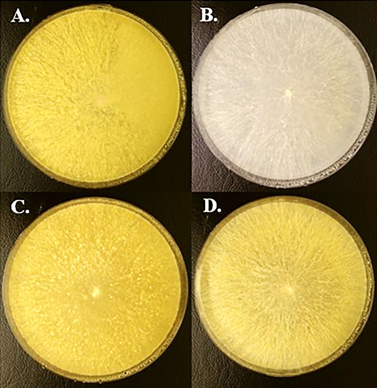 Die Unterdrückung der Auxinproduktion führte zu einer stark reduzierten Sporenbildung des Pilzes (im Bild: B./oben rechts).