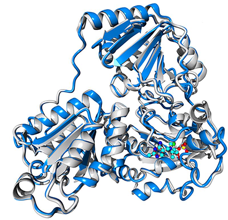 The structural prediction of the enzymes involved led the researchers to suspect that Neurospora crassa is able to produce auxins.