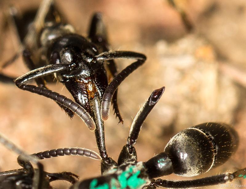 A Matabele ant treats the wounds of a mate whose limbs were bitten off during a fight with termite soldiers. 