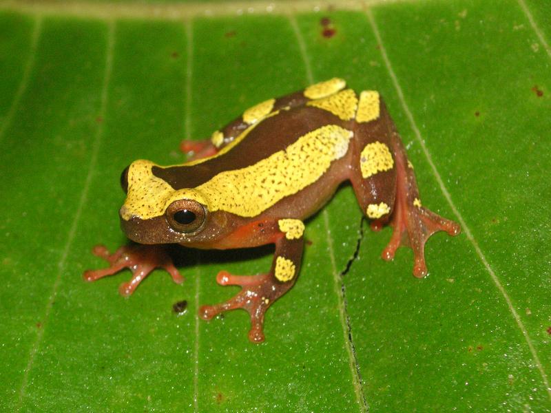 Unter den TOP 20 der neuentdeckten Arten: Clownsfrosch Dendropsophus arndti. 