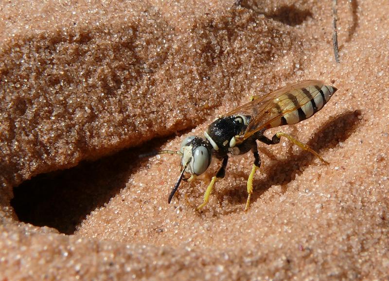 Weiblicher Bienenwolf der Art Philanthus basilaris vor seinem Nesteingang in Utah/USA. Drei Gattungen dieser Grabwespen kultivieren symbiotische Streptomyces Bakterien, die den Nachwuchs schützen. 