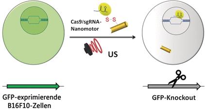 Wissenschaftler haben einen aktiven Nanomotor entwickelt, der das Genschneidesystem zielgerecht in der Zelle absetzt.