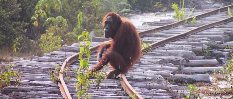 Lebensraumverlust und Wilderei sind die größten Gefahren für die Orang-Utans. 