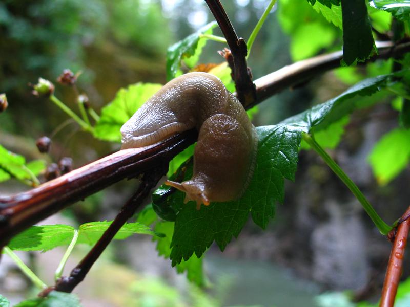 Die „Bananenschnecke“ Ariolimax columbianus kommt mit dem Blumenstrauß nach Europa. 