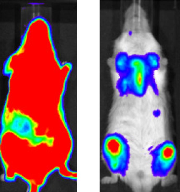 Bioluminiszenz von Leukämiezellen: links Transplantation von Immunzellen, rechts Transplantation und Sorafenib (rot: viele, blau: wenige Krebszellen)