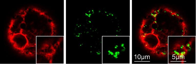 Fluoreszenzmikroskopische Aufnahme einer Tabakzelle