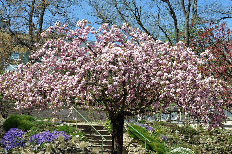 Die Kirschblüten treiben in Japan seit Mitte des 20. Jahrhunderts immer früher aus. Ein Phänomen, das sich auch in unseren Breiten beobachten lässt, wie Jenaer Biologinnen nachgewiesen haben. 