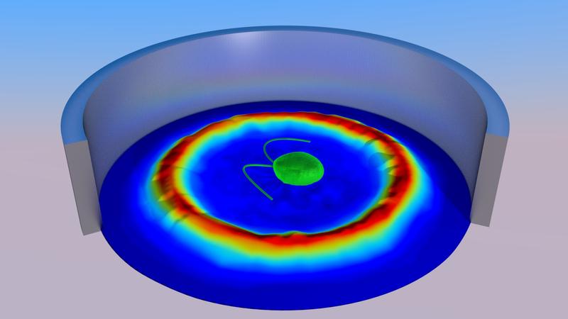 Schwimmen auf engstem Raum: Wie Mikroalgen in komplexen Geometrien navigieren.