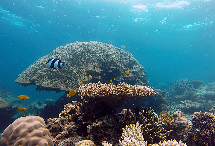 Damselfish of the genus Pomacentrus swarm around a branch coral, Indonesia 