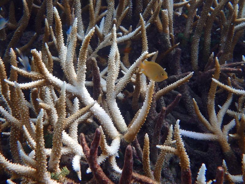 Damselfish of the genus Pomacentrus seek shelter in a branch coral, Indonesia