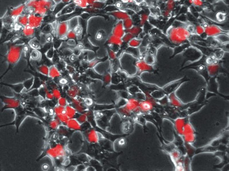 After infection with CD9-containing viruses, human HEK293 cells produce a red fluorescent reporter protein that indicates the successful transmission of viral genetic information into the cells.