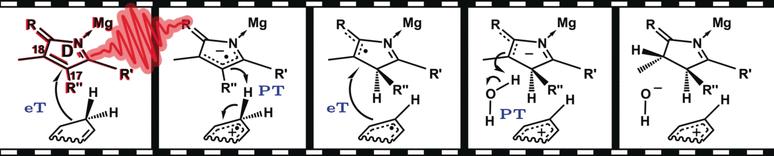 Schrittweiser Hydrid-Transfer bei der Biosynthese von Chlorophyll