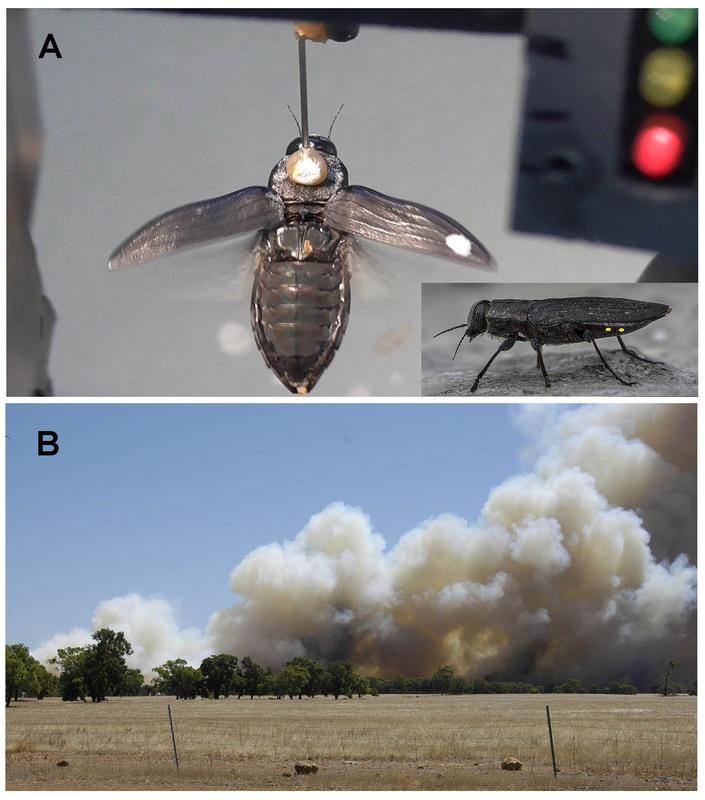 The fire beetle is fixed in flight, but still able to turn left and right. Despite of good eyesight, beetles did not change direction when exposed to images of forest fire.
