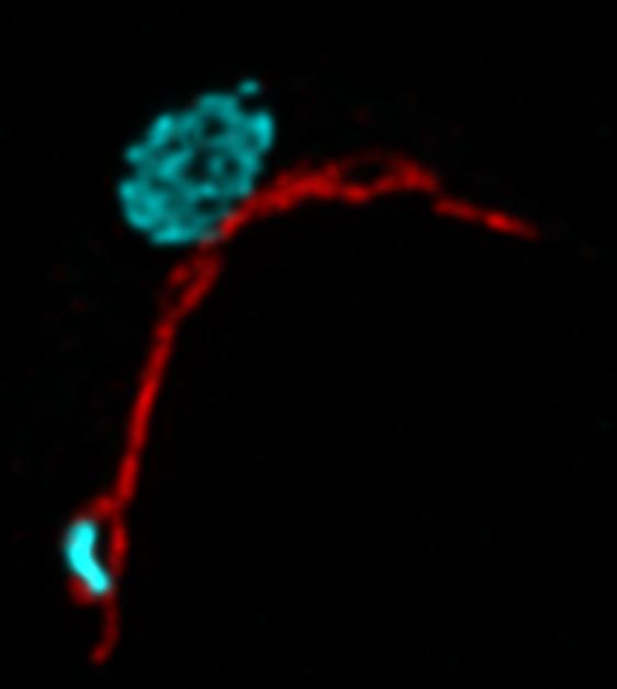 Blick ins Innerste des Parasiten dank STED-Mikroskop: Das Mitochondrium ist rot zu sehen. Das Erbgut der Zelle ist die grosse blaue Struktur, die kleine blaue Struktur ist das mitochondrielle Erbgut.