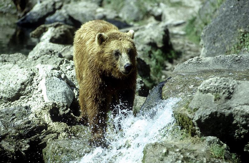 In der Biomimetik versucht man Vorgänge in der Natur, etwa warum Bären nicht an chronischer Nierenkrankheit erkranken, zu entschlüsseln und für die Medizin nutzbar zu machen.