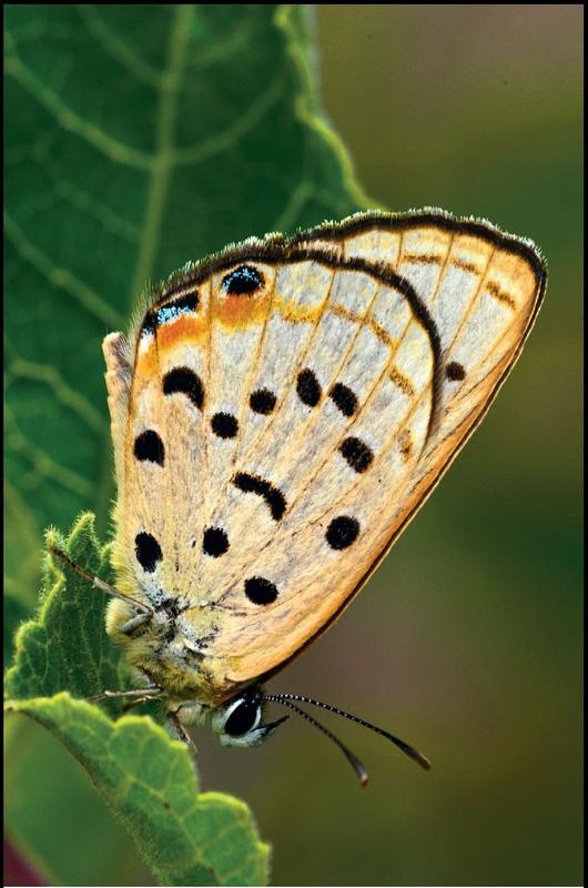 Africanischer Ameisenbläuling (Lepidochrysops hypoleucus). Wie in der Europäischen Gattung Maculinea leben die Raupen die meiste Zeit in Ameisennestern von Ameisenbrut.