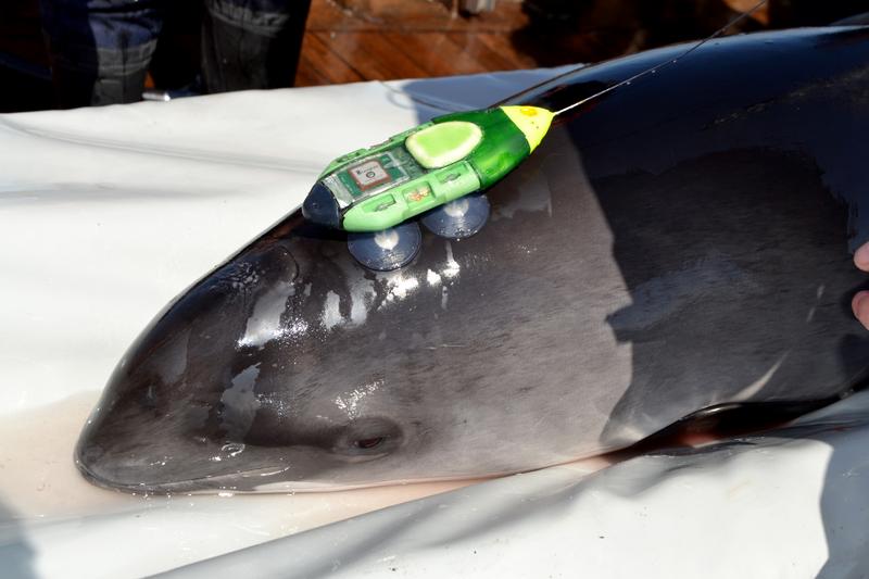 Die akustischen Datenloggern zeichneten beispielsweise auf, wo sich die Tiere befanden, welchem Lärm sie ausgesetzt waren oder wann sie jagten.