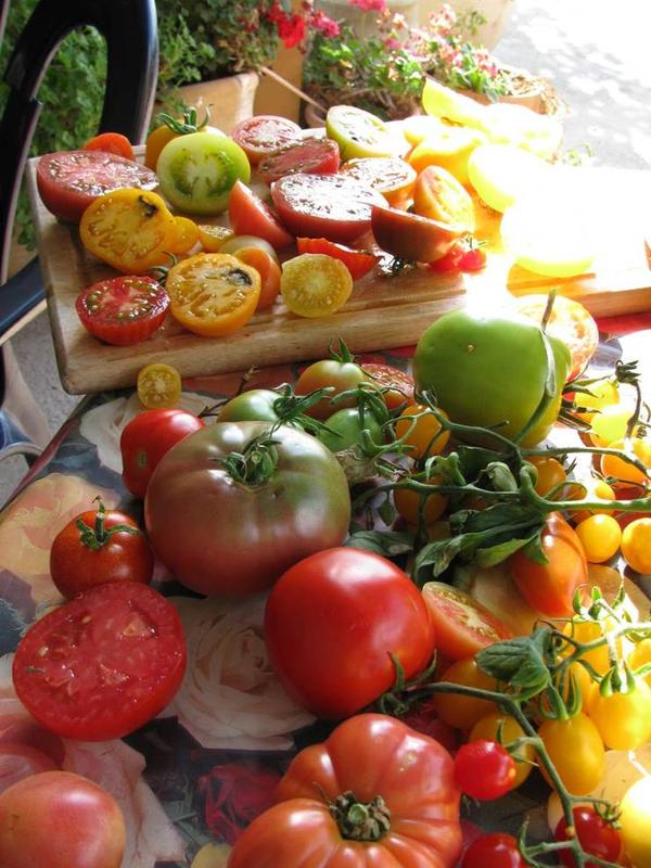 Colourful mixture - Tomato breeding offers a wide variety
