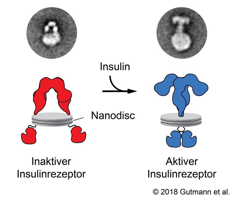 © Gutmann et al. 2018