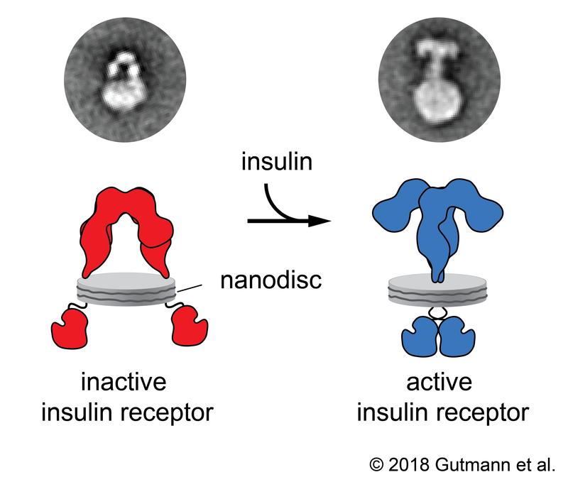 How the insulin receptor works