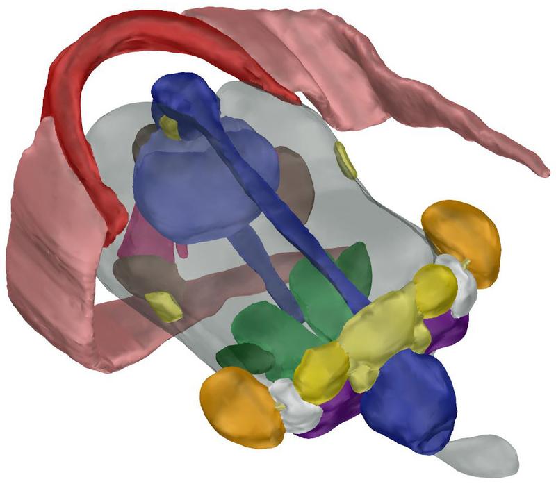 3D-Modell des Dumbo-Schlüpflings  mit transparentem Dottersack. Augen orange, Nervensystem gelb, Darmtrakt blau, Schale rot, Flossenknorpel pink, Kiemen und Kiemenmilz grün, Statozysten lila.  