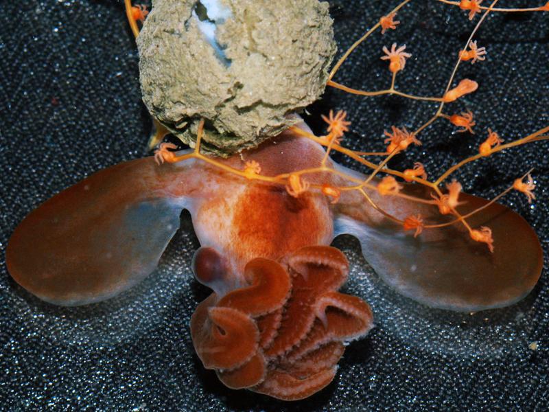 The dumbo hatchling shortly after leaving the egg capsule, which is barely two centimeters long. 