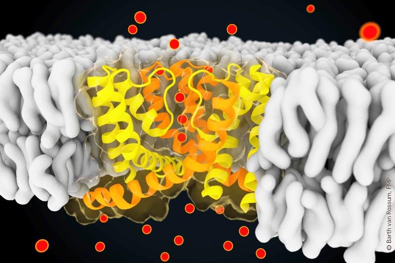 Schnappschuss aus der Computersimulation des Ionenkanals NaK. Dieser Kanal (Gelb und Orange) erlaubt den Fluss von Ionen (z.B. Kalium,rote Kugeln) über die Zellmembran (Lipidmoleküle in Grau) hinweg.